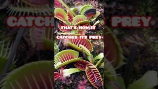 The flytrap plant and the secret of its prey catching [upl. by Maurizia]