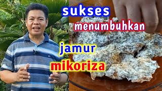 Cara Membuat Biang Jamur Mikoriza  IMO 1 bagian 2 [upl. by Osrock]