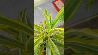 Song of India plant also known as Dracaena reflexa 💚🪴 Outdoor plant [upl. by Mueller472]