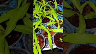 Green Spider Plants soil propagation Snip babiesright to water prop till roots comes out💓 [upl. by Ohcamac899]