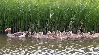 Greylag Goose Call Goslings and Bathing [upl. by Arbba]