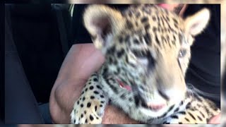 BETO SIERRA Y Su Felino JAGUAR quotMe Ayudan A Ponerle Nombrequot [upl. by Aynik]