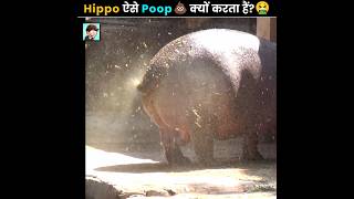 Why Hippo Spread His Poop 💩 [upl. by Secnarfyram]