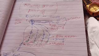 Olfactory Nerve pathway [upl. by Deuno]