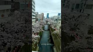 Meguro River Sakura Cherry Blossom Lined Trees seen from the train window [upl. by Leonhard]