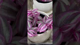 Another kind of indoor plantsornamentaldecorativeshortvideoviral [upl. by Eema513]