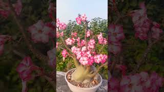 Adenium arabicum desert rose  garden wild xerophytic plant [upl. by Anamuj]