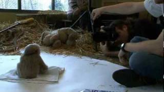 Photo shoot with two baby Gibbons at the Zoo of Schwerin in Germany [upl. by Eissalc]