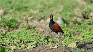 Jacana jacanaJaçanãWattled Jacana [upl. by Kamal282]