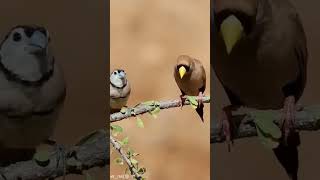 Sonidos de Pájaros  Pájaros Cantando sin Música  PARTE 2 aves birdsounds birds shorts fyp [upl. by Attenahs]