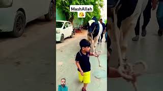 Bado Badi viral love bakr cute cow cutebaby babyytviralshortstrendingshortsviralcow [upl. by Reiss883]