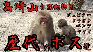 高崎山自然動物園 歴代のボス達【2024年3月時】 [upl. by Terence]