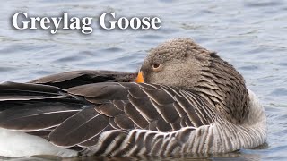 Greylag goose [upl. by Ennovaj]