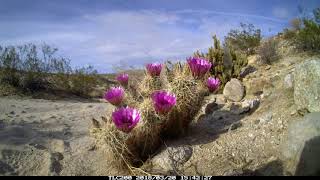 Timelapse Hedgehog Cactus Bloom [upl. by Eiffub898]