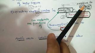 Regulation of respiration by Rhythm centre pneumotaxic centrechemosensitive area etc [upl. by Gallager775]