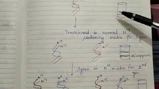 Semiconservative replication and enzymes involved in DNA replication [upl. by Ateekram621]