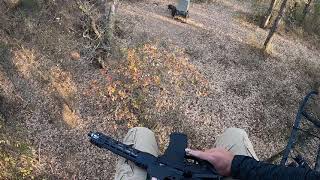 Texas Hog Hunting AR 15 [upl. by Negyam]