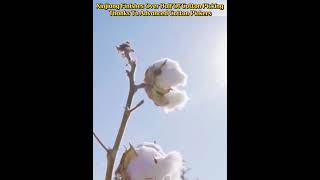 xinjiang finishes over half of cotton picking thanks to advanced cotton pickersfyp fypシ china [upl. by Asiat546]