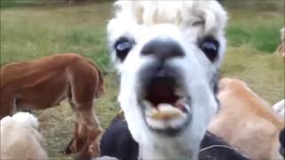 10 Funniest Alpaca Videos [upl. by Kyd]