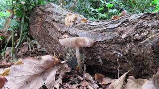 Turners Wood nature reserve Pelsall 27th October 2021 [upl. by North]