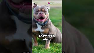 American Bully Shows and Competitions [upl. by Ttebroc]