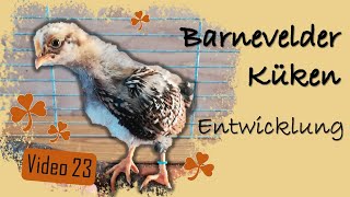 Hühner 23 🐤 Barnevelder Küken 🐥 Entwicklung amp Fazit von aktueller Brut [upl. by Yllil188]