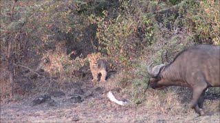 Buffalo and lion cubs stand off [upl. by Sral]