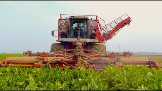 Agrifac Hexa 12  12 row sugar beet harvester  Loonbedrijf Damen Terheijden [upl. by Luapnaes]