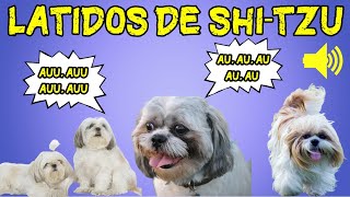 Som de Shitzu Latindo  Latidos de Shitzu  Som de Cachorro Latindo [upl. by Akeinahs]