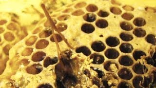 Learn to identify American foulbrood in 90 seconds [upl. by Yasmine556]