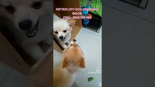 PUPPIES CLUB PATTAYA  GIRLS PLAYTIME DOG GROOMING SALON pattaya [upl. by Gentilis168]