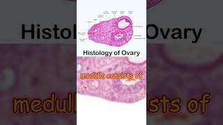 quotOvary Histology Key Features and Essential Conceptsquot [upl. by Joshi731]