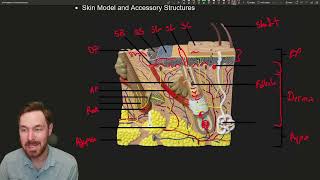 Skin Deep Anatomy and Functions of the Integumentary System [upl. by Tjader]