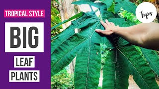 BIG LEAF PLANTS for a tropical style garden [upl. by Evyn]