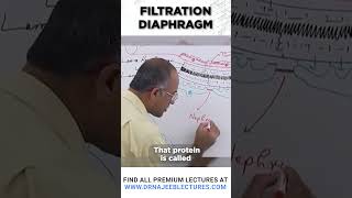 Filtration Diaphragm drnajeeb drnajeeblectures shortvideo [upl. by Legnaesoj761]