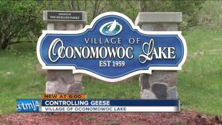 Oconomowoc Lake considers options for geese problem [upl. by Eidna]