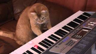 Keyboard Cat with Lights [upl. by Meilen]