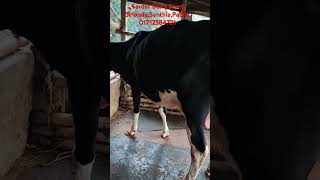 cow holstein friesiancow friesian farming viral shorts shortvideo youtube youtubeshorts [upl. by Berfield619]