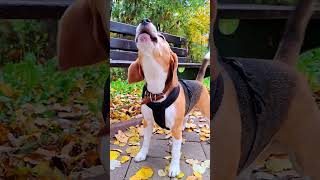 🐶 Lucky the Beagle Barking Fun at the Park 🐾 shorts [upl. by Keese830]