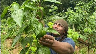 The truth about the production of the bell peppers plant PGTV101 [upl. by Ahsai262]