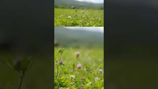 “We never use an herbicide here”  Joel Salatin on dealing with weeds in rotational cattle grazing [upl. by Jedlicka]