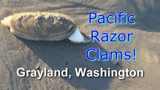 2023 Washington Razor Clamming [upl. by Beaver]