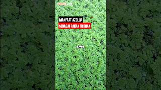 Manfaat AZOLLA untuk pakan alternatif ternak  peternak entok jumbo azolla entok entokjumbo [upl. by Annwahsal]