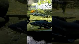 Ikan Tiger sorobim  SeaWorld Ancol ikanhias ikanpredator catfish [upl. by Llireva]