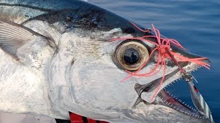 Dogtooth Tuna  Wild Yasawa Islands Ep 1 [upl. by Pavlov232]