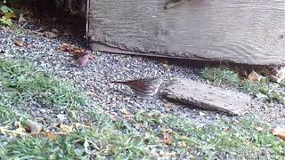 20241027 Squirrels Cardinals Juncos Blue Jay REDPOLLS Mouse Fox Raccoon [upl. by Osnola]