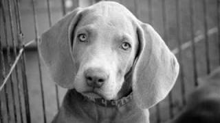 VegasWEIMS Our Weimaraner Pictures [upl. by Tella]