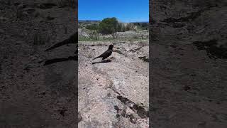 Zorzal comiendo semillas aves argentina shorts [upl. by Bili830]