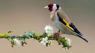 Goldfinch Singing Song [upl. by Eivod]