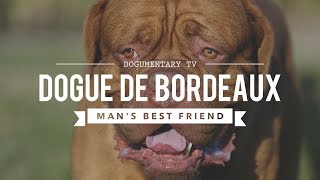 DOGUE DE BORDEAUX MANS BEST FRIEND [upl. by Zilevi]